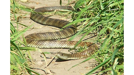 Cos’è il serpente tigre e perché il suo morso può essere mortale