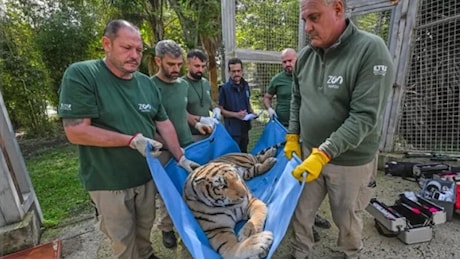 Campi Flegrei, evacuata anche una tigre (di peluche) dallo zoo