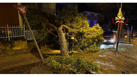 Emergenza maltempo nelle Marche: forte vento, alberi abbattuti e neve, vigili del fuoco al lavoro senza sosta