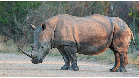 Alessandro Gassman, il post sull'estinzione del rinoceronte bianco scatena polemiche: è così?