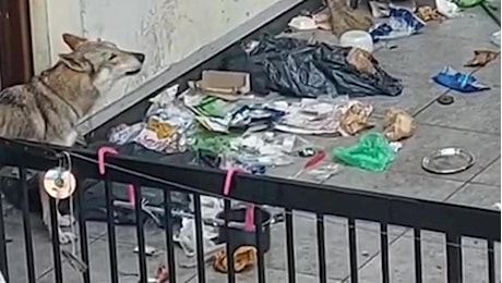 Torino, Lupo cecoslovacco abbandonato nei rifiuti: dopo le proteste i proprietari scappano col cane