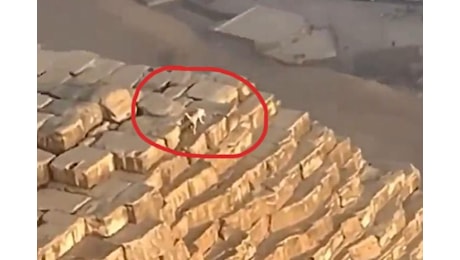 Egitto, il mistero si infittisce: un cane in cima alla Grande Piramide di Giza