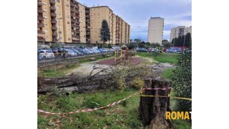 Come sta la donna ferita nel crollo dell'albero che ha ucciso Francesca Ianni