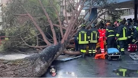 Albero caduto a Fisciano, protesta degli studenti. Filp Cisal: “L’Università fa scaricabarile”