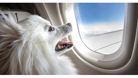 Aerei, cani e gatti potranno viaggiare in cabina e gli esemplari di maggiori dimensioni occupare anche il sedile