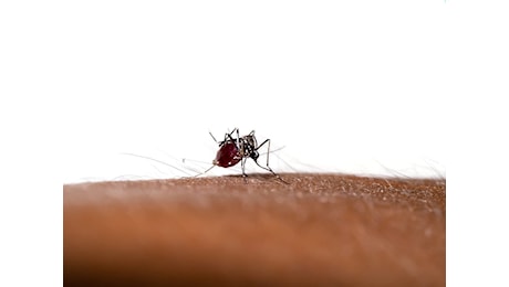 Dengue in Italia, il bollettino ISS aggiornato al 3 ottobre 2024: 72 nuovi casi nell’ultima settimana