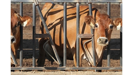 Influenza aviaria, aumento dei contagi tra gli animali. Dichiarato lo stato d’emergenza in California