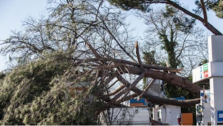 Albero caduto a Roma, muore una donna a Colli Aniene. Ferita anche un'amica