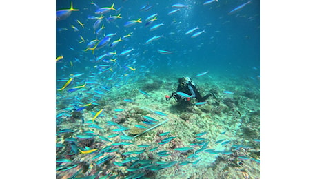 Il paradiso come posto di lavoro: una svizzera esplora l'oceano alle Seychelles 