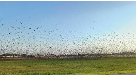 Rischio bird strike all'aeroporto di Brindisi, intervento in pista per allontanare migliaia di stormi. Ieri paura a Fiumicino