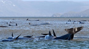 Caccia alle balene in Islanda, fissate nuove quote