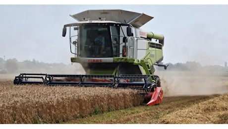 Toscana, trebbiatura nel vivo ma il raccolto di grano perde il 15%