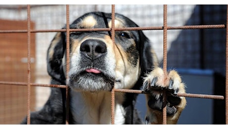 Scoperto canile abusivo a Bussolengo, salvati 40 cani dalla Guardia di Finanza di Verona