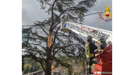 Danni per il forte vento sulle Marche: alberi e rami caduti o pericolanti