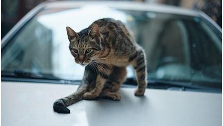 Stash dei The Kolors derubato con la truffa del gatto: come funziona