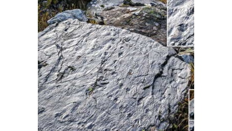 In Valtellina trovato un ecosistema fossile di 280 milioni di anni: la scoperta di una escursionista