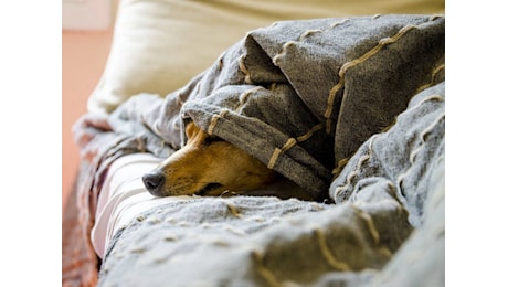 Botti di capodanno, pericolosissimi per gli animali ma anche per gli umani. Ecco perché