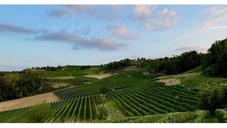 Tempo di degustazioni, funghi e tartufi: conoscere cibo e vini del Piemonte, fra Barbaresco, Barbera, Dolcetto e Barolo