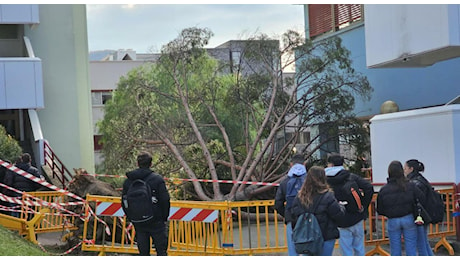 Perizia sull'albero caduto a Fisciano: le condizioni degli studenti feriti