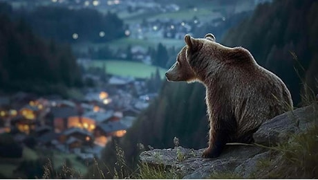 ‘Pericolosamente vicini’, la storia degli orsi in Trentino: uomo e natura a confronto senza pietà