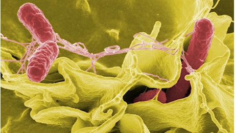 Allerta salmonella, ecco cause e sintomi dell’infezione