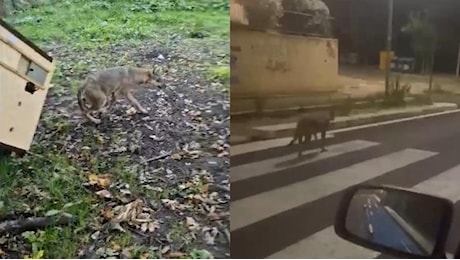 Catturato il lupo avvistato a Porta di Roma: “Ha morso un bambino alla schiena”. È stato liberato nel parco d’Abruzzo