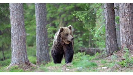 Una 19enne uccisa da un orso in Romania, i soccorritori sparano all'esemplare che cerca di attaccarli