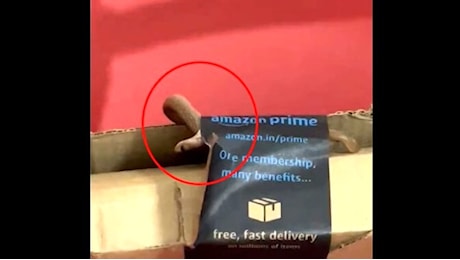 Donna trova un cobra (vivo) nel pacco consegnato da Amazon