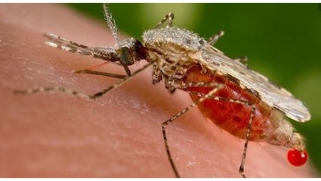 West Nile, un altro caso nella provincia di Padova: salgono a quattro le persone infette