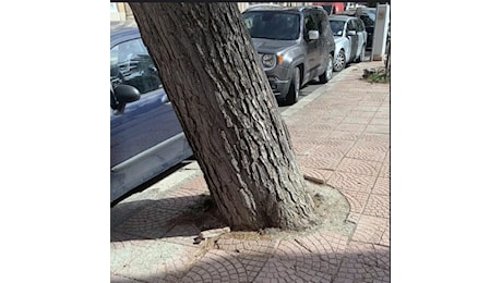 Disposto abbattimento di un albero pericolante in Piazza Garibaldi