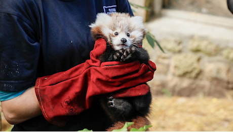 La cucciola di panda rosso morta di paura per i fuochi d'artificio