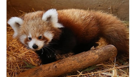 Scozia, cucciola di panda rosso morta allo zoo di Edimburgo per i fuochi d'artificio