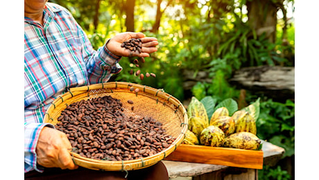 Cosa fa salire i prezzi del caffè, del cacao e del gas naturale? Tutto quello che devi sapere