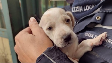 Getta due cuccioli nel torrente: uno muore, l'altro salvato per miracolo