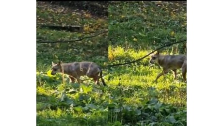 Catturata la giovane lupa del Parco delle Sabine. Aveva aggredito un bambino