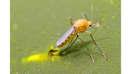 Malaria: il caso segnalato a Verona non è autoctono ma importato