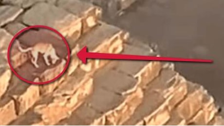 C’è un cane in cima alla piramide di Giza: come ci è arrivato?