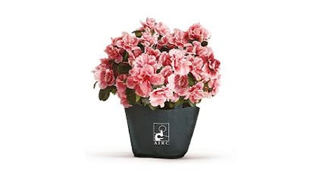 Torna l Azalea della Ricerca a Triggiano Festa della Mamma 2025 a Triggiano e dintorni