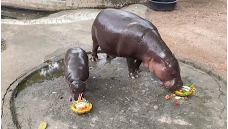 Cucciolo di ippopotamo pronostica la vittoria di Donald Trump alle elezioni Usa: il video dalla Thailandia