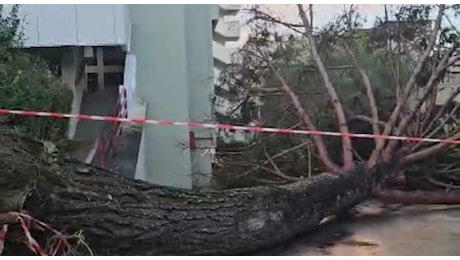 Albero caduto all'università di Fisciano, tre studenti feriti: «Uno era svenuto a terra, l'altro non ricordava il proprio nome»