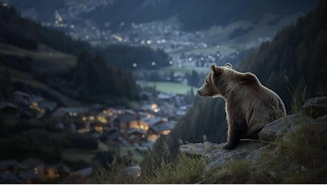 Pericolosamente vicini – Vivere con gli orsi, il documentario stasera su Rai 3